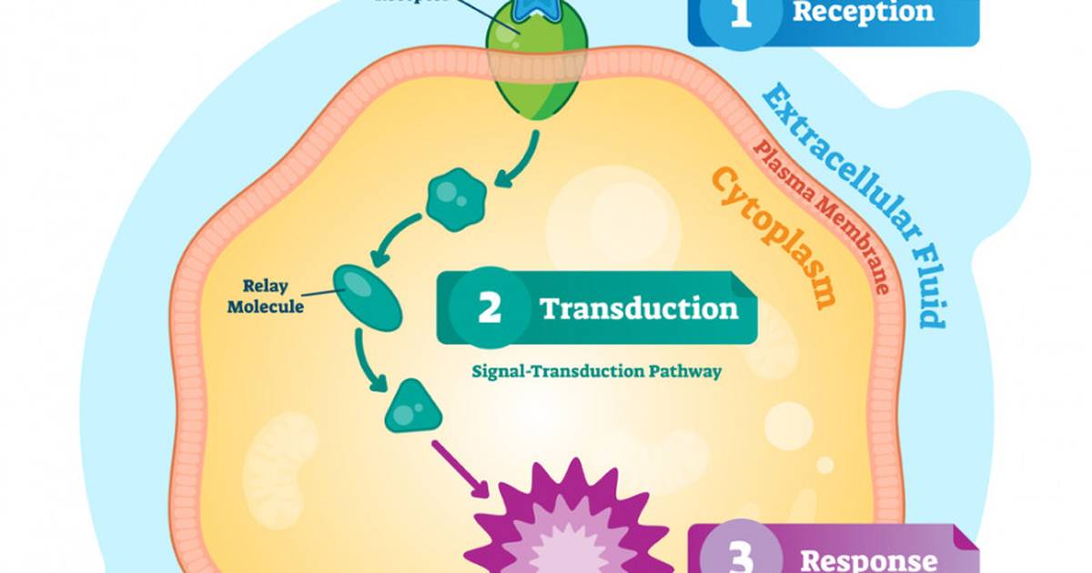 Cell to Cell Communication: How and Why Do Cells Communicate With Each Other?