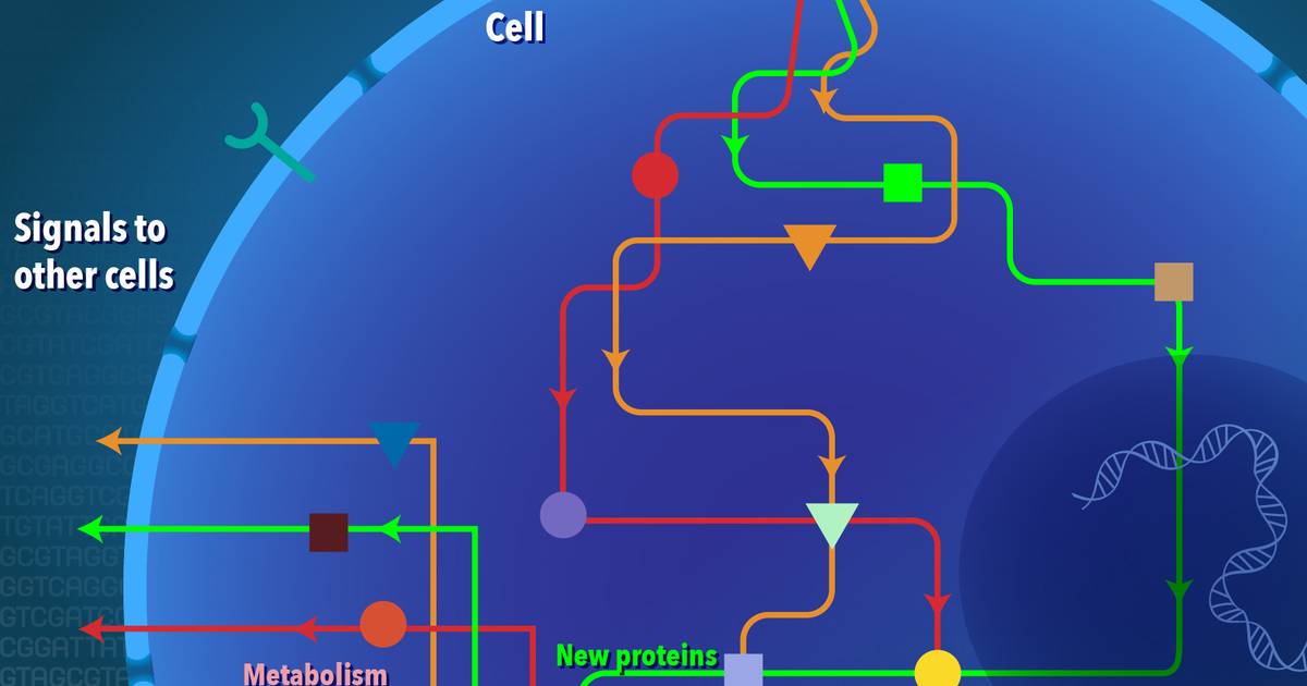 Biological Pathways Fact Sheet