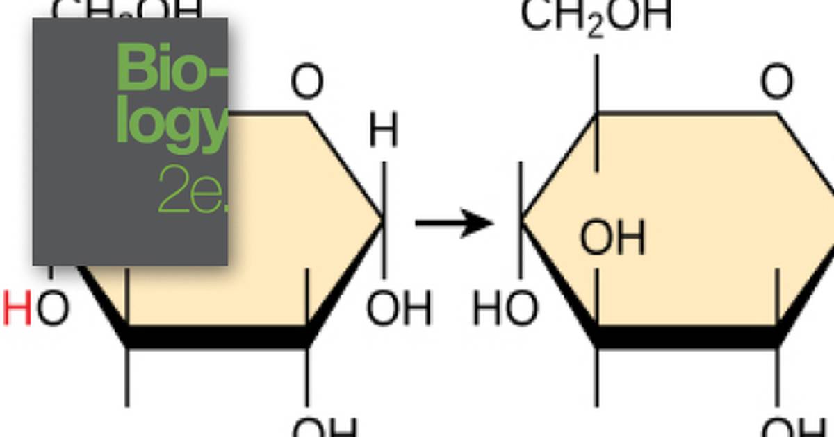 Synthesis of Biological Macromolecules