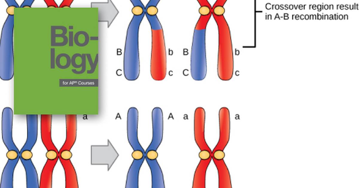 Mapping Genomes