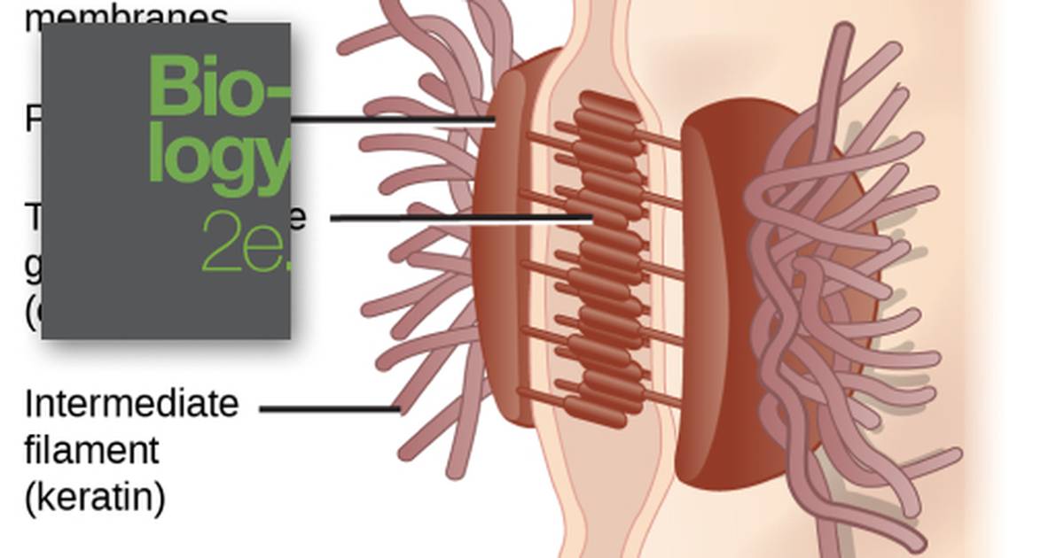 Connections between Cells and Cellular Activities