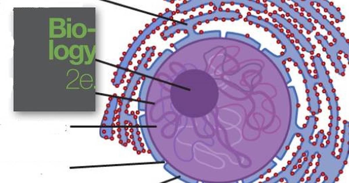 Eukaryotic Cells