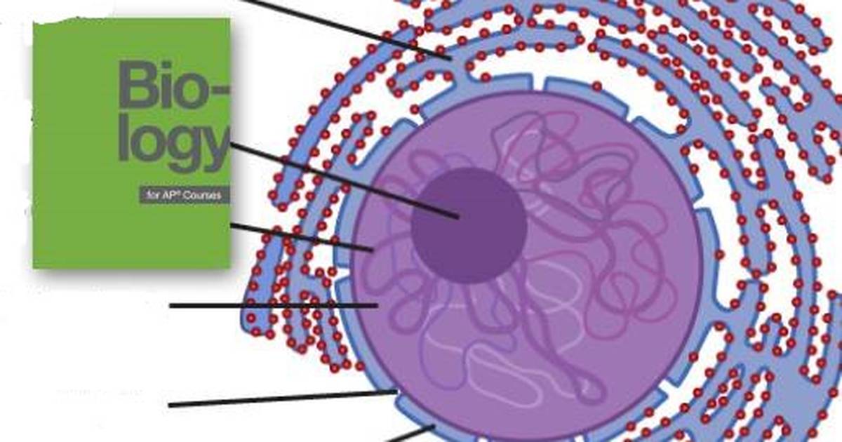 Eukaryotic Cells