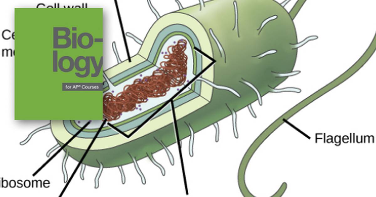 Prokaryotic Cells