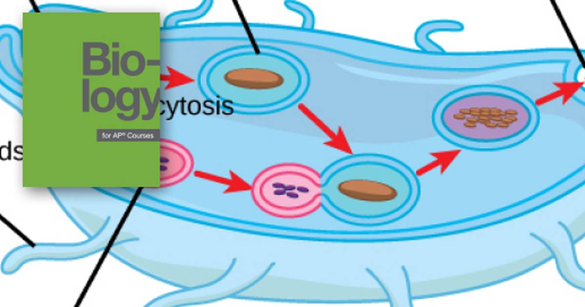 The Endomembrane System and Proteins