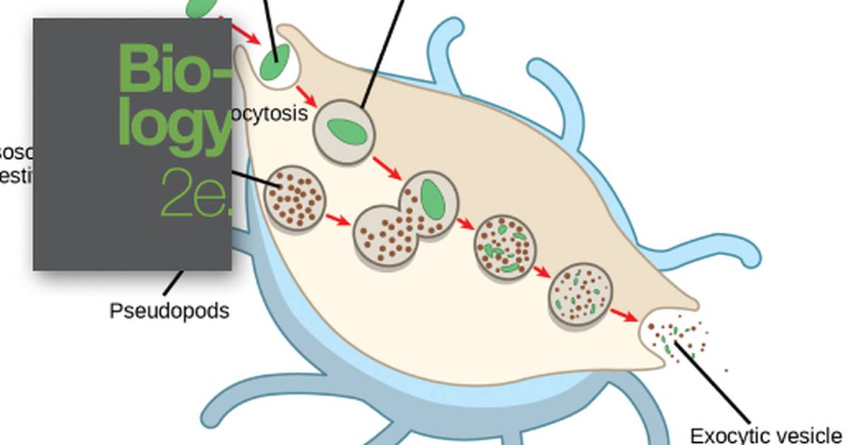 The Endomembrane System and Proteins