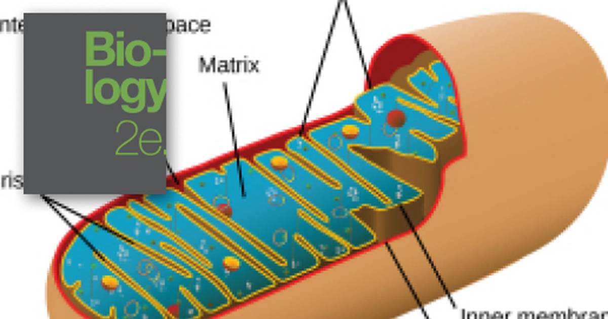 Energy in Living Systems