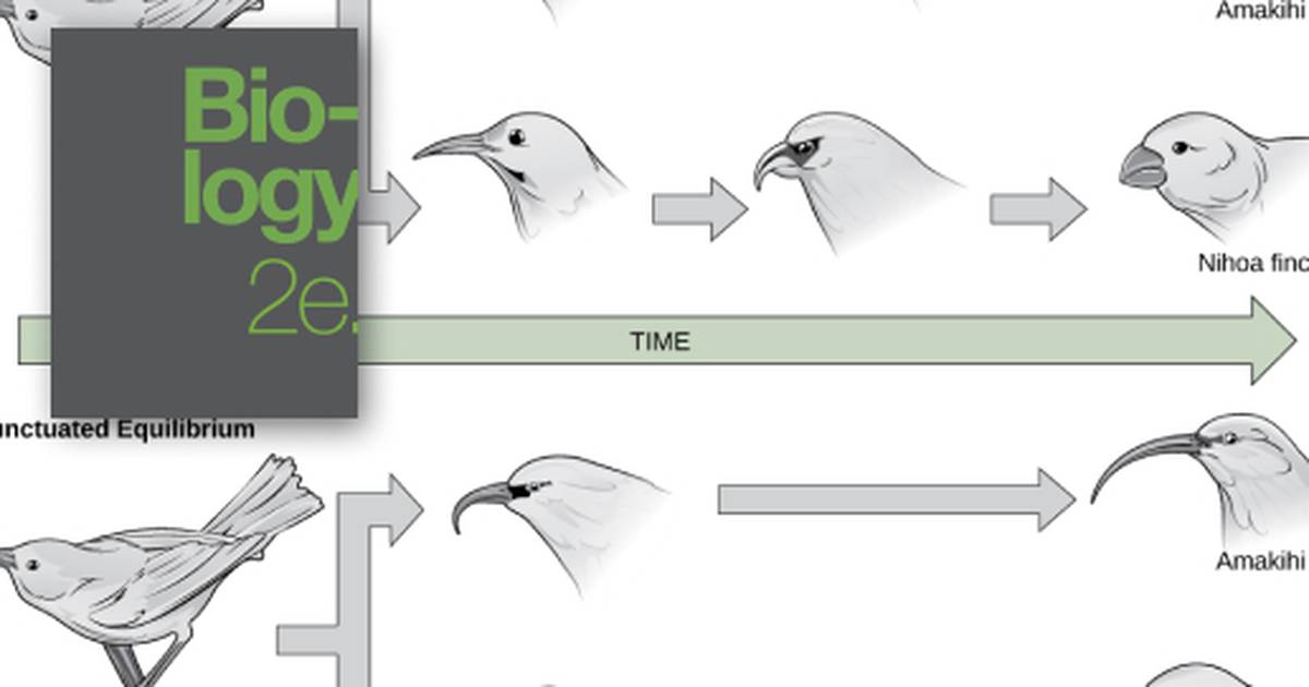 Reconnection and Speciation Rates
