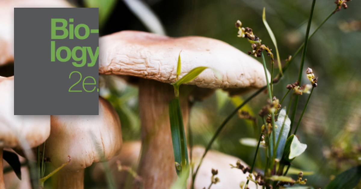 Summary of Fungi Characteristics, Classifications, and Ecology