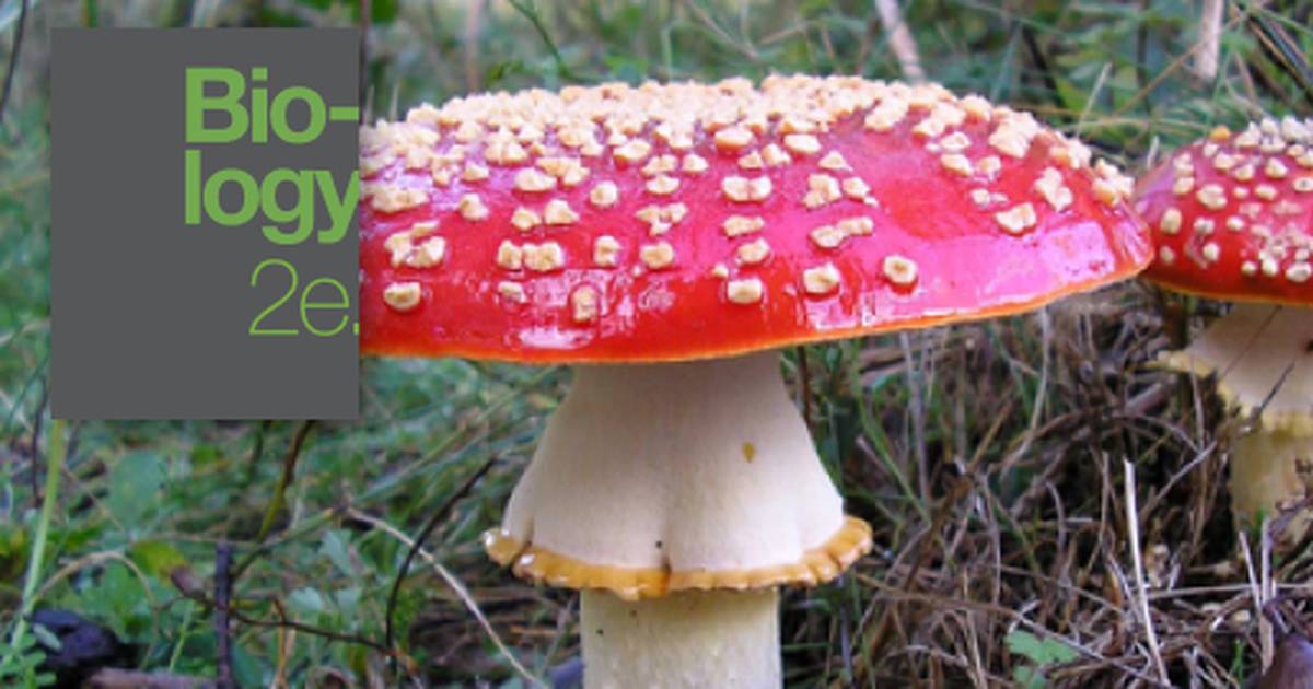 Classifications of Fungi