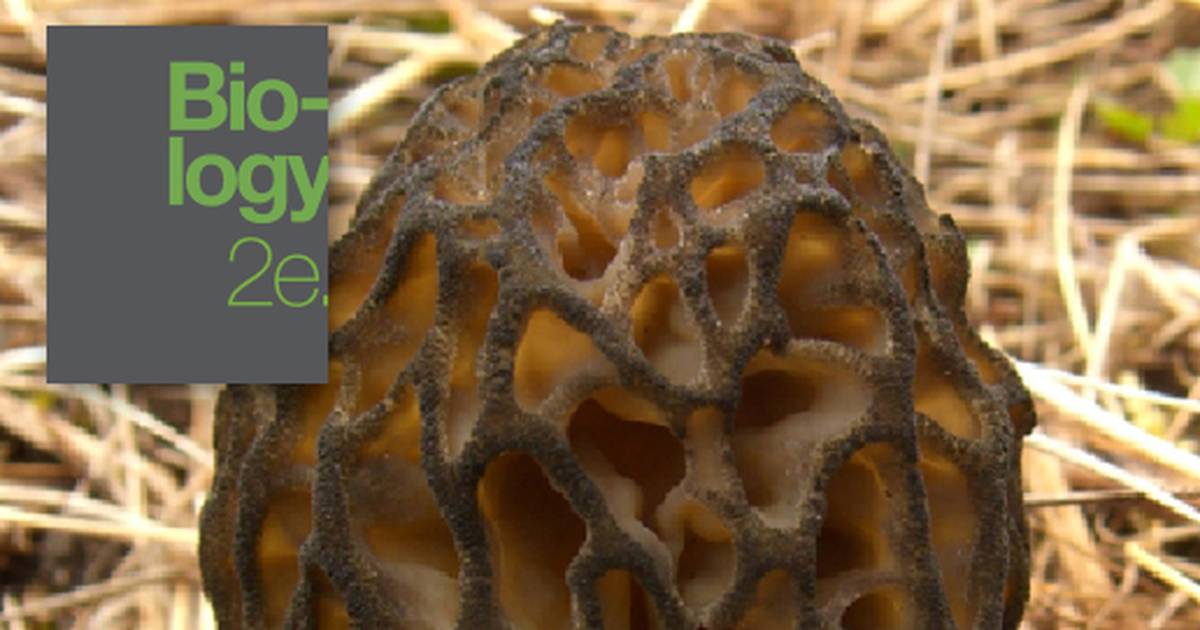 Importance of Fungi in Human Life