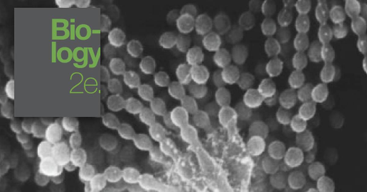Introduction to Fungi