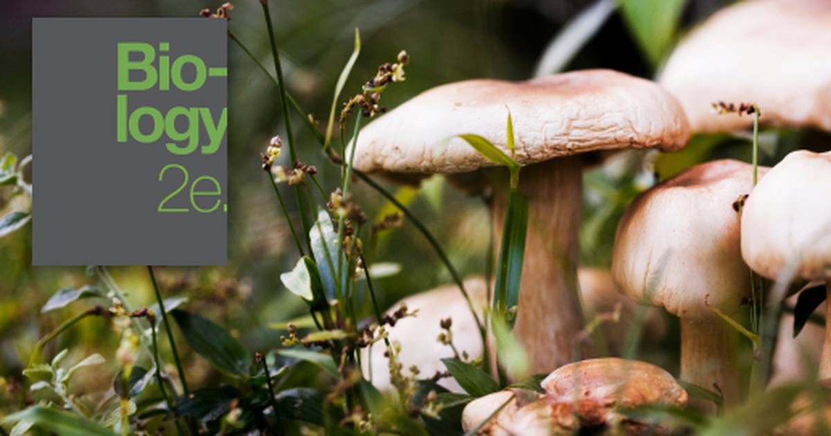 Key Terms Related to Fungi Characteristics, Classifications, and Ecology