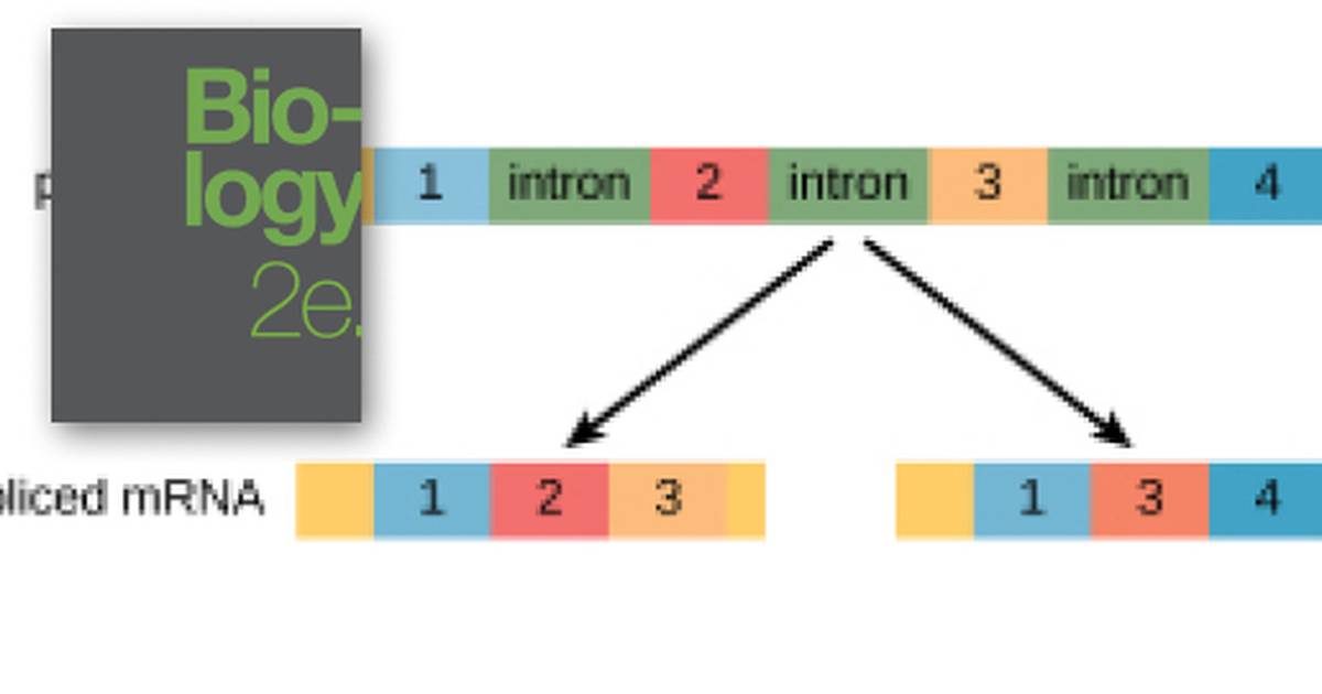 Eukaryotic Post-transcriptional Gene Regulation
