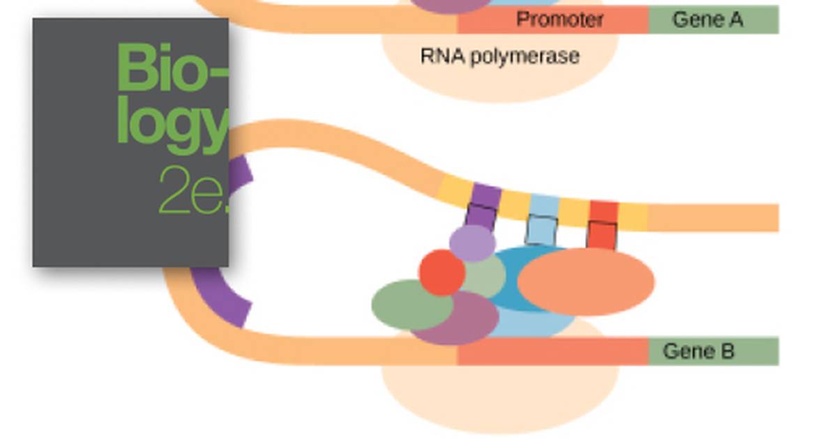 Eukaryotic Transcription Gene Regulation