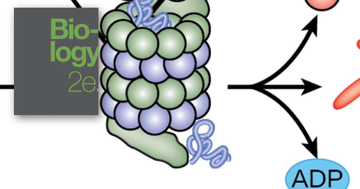 Eukaryotic Translational and Post-translational Gene Regulation
