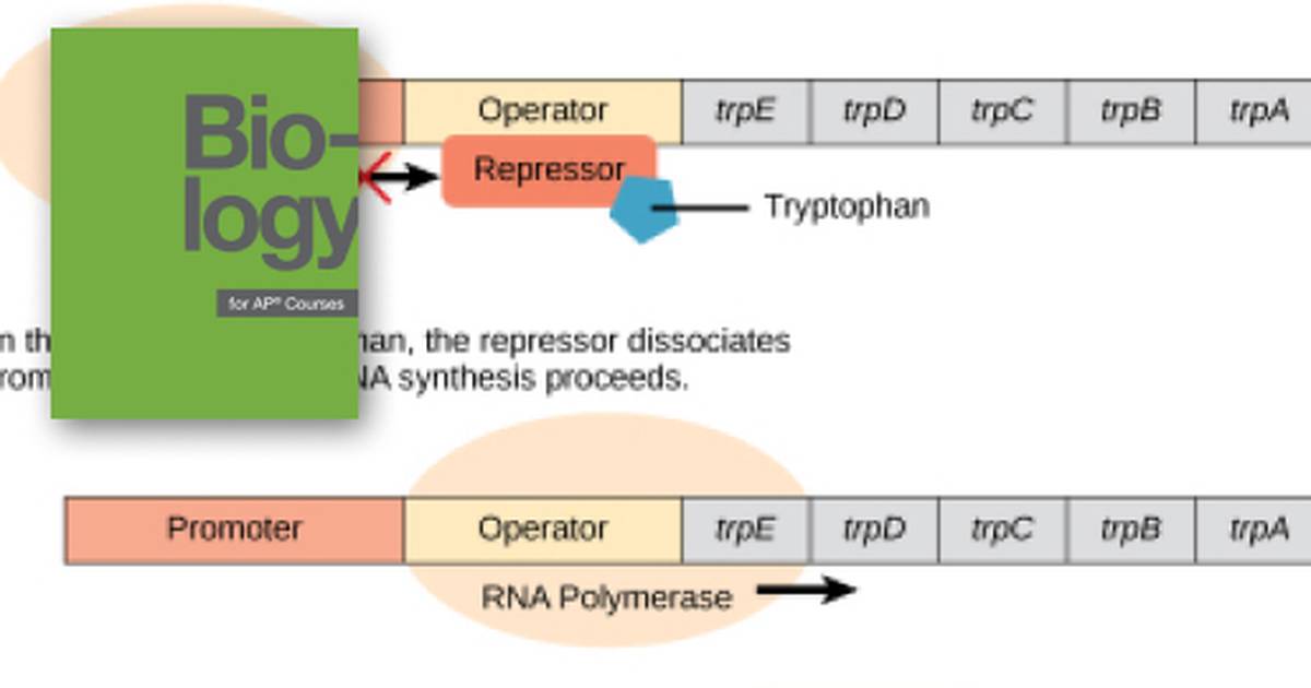 Prokaryotic Gene Regulation