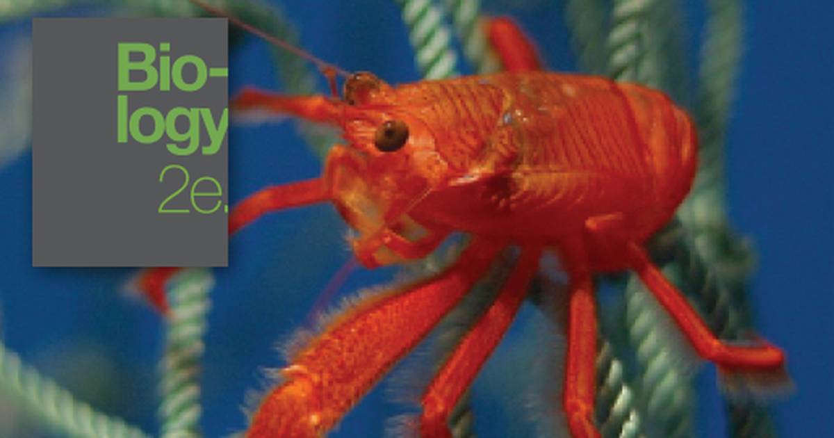 Superphylum Ecdysozoa: Arthropods