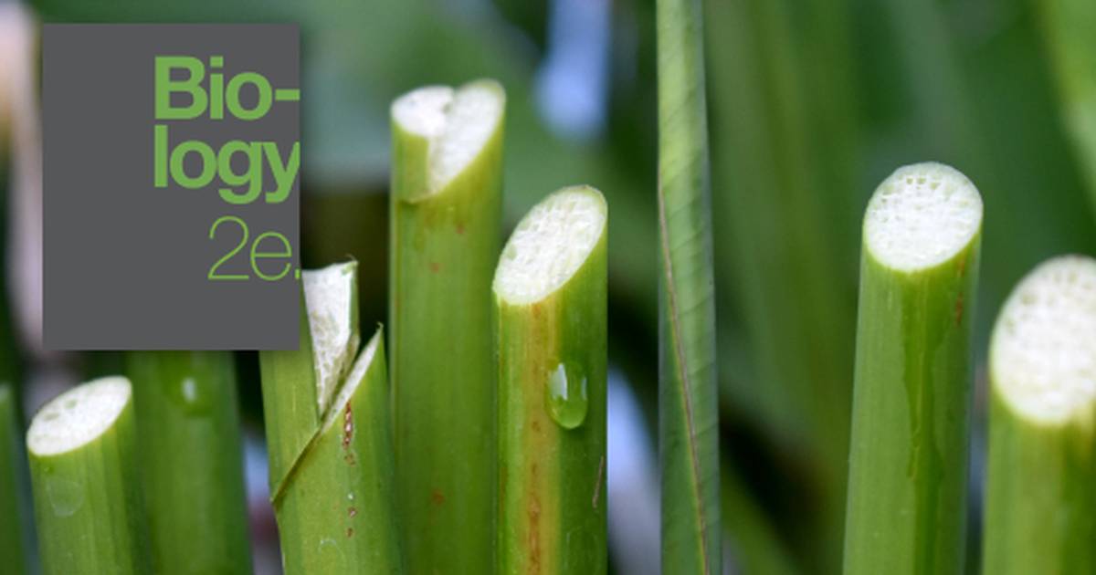 Summary of Plant Form and Physiology