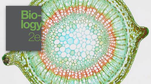 2. Plant Form and Physiology: Stems - LabXchange