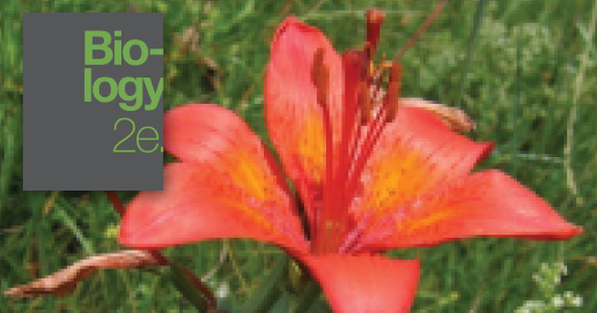 Reproductive Development and Structure
