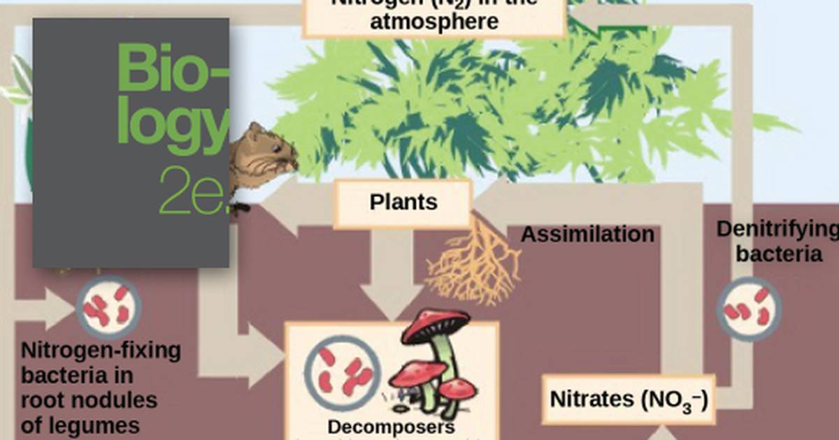 Prokaryotic Metabolism