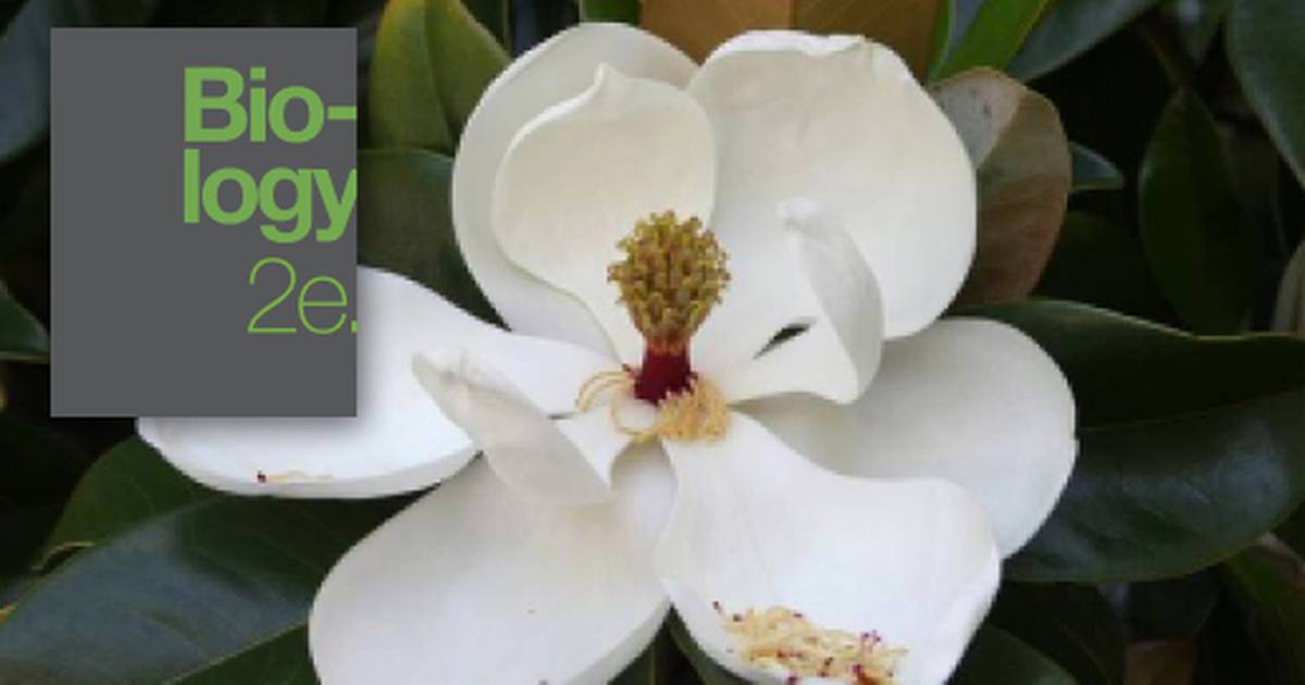 Angiosperms (Seed Plants)