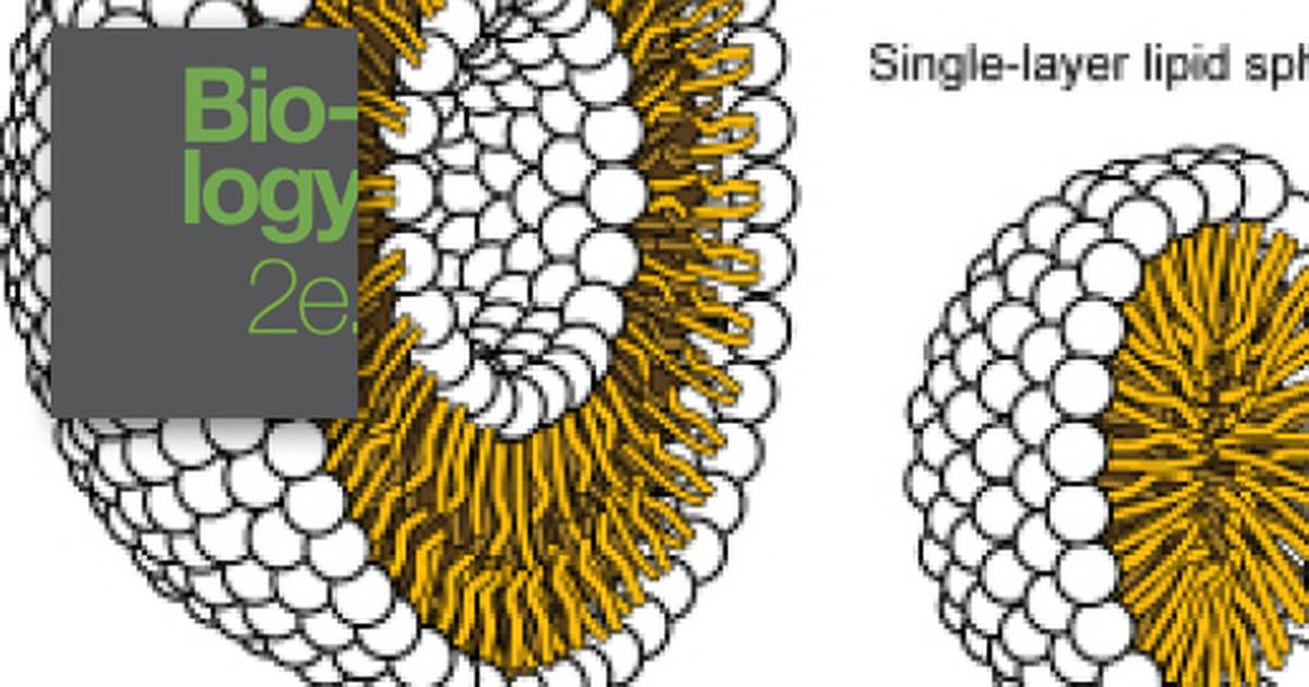 Components and Structure of Cell Membranes