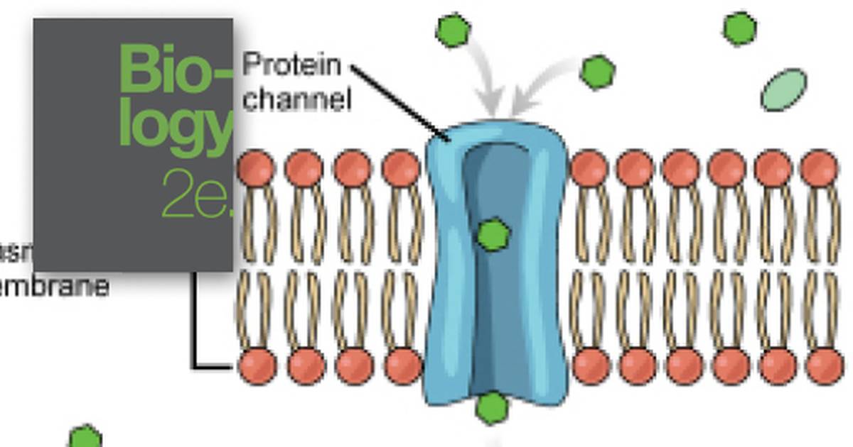 Passive Transport