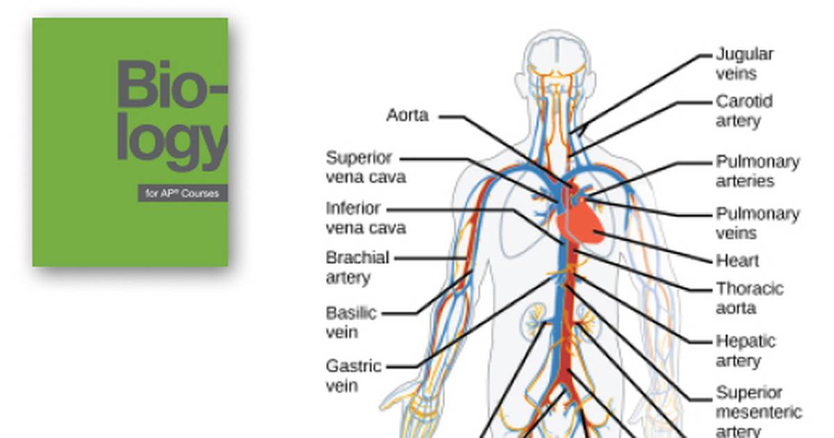 Mammalian Heart and Blood Vessels