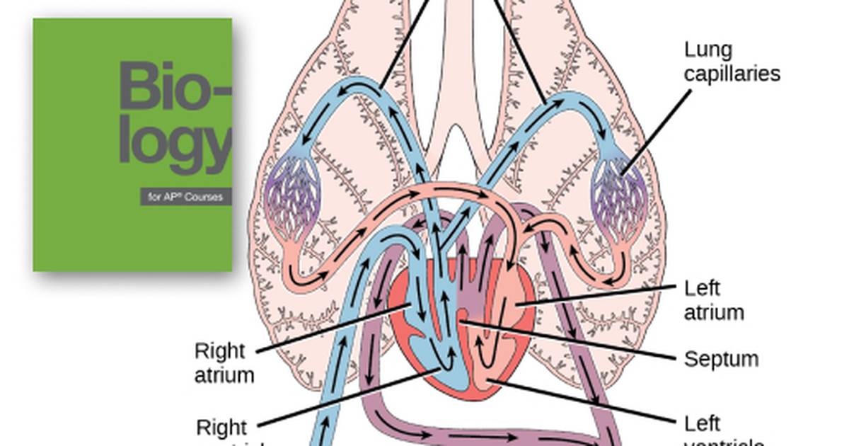 Overview of the Circulatory System