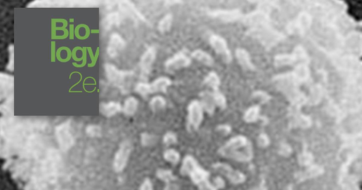 Adaptive Immune Response