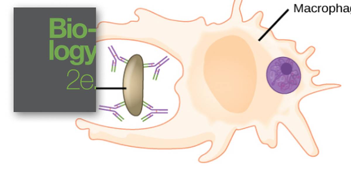 The Immune System: Antibodies