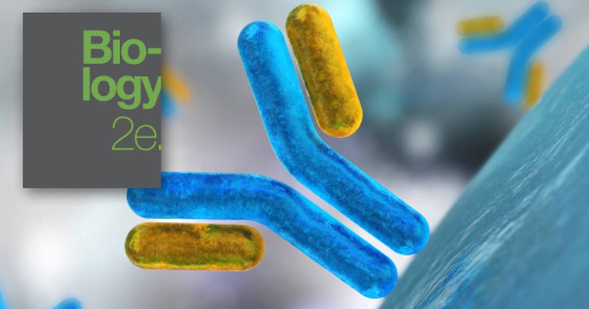 Summary of The Immune System