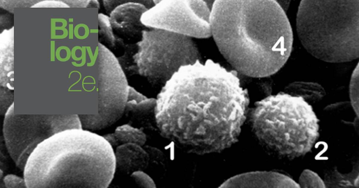 Innate Immune Response