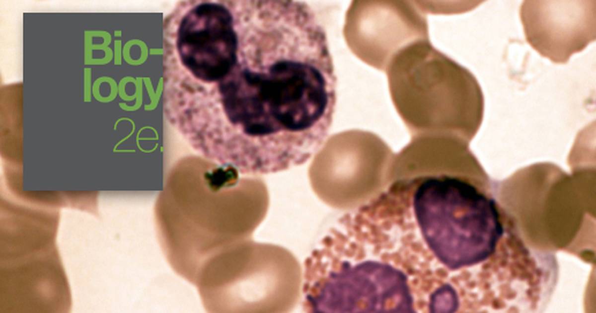 Introduction to The Immune System