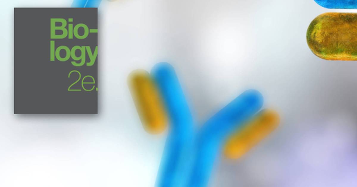 Key Terms Related to The Immune System
