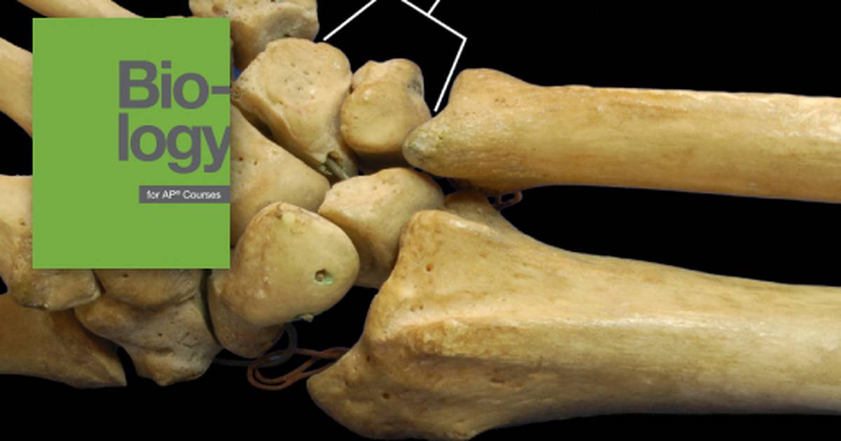 Joints and Skeletal Movement