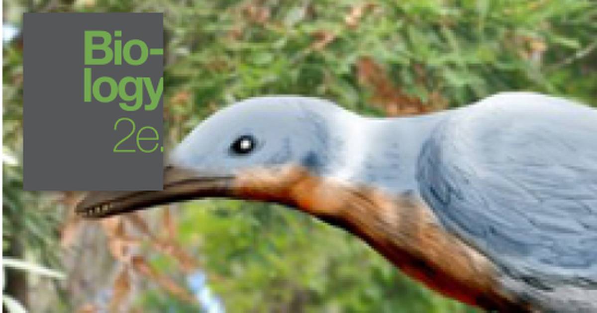 Vertebrate Animals: Birds