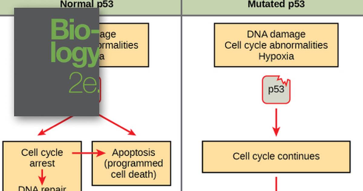 Cancer and the Cell Cycle