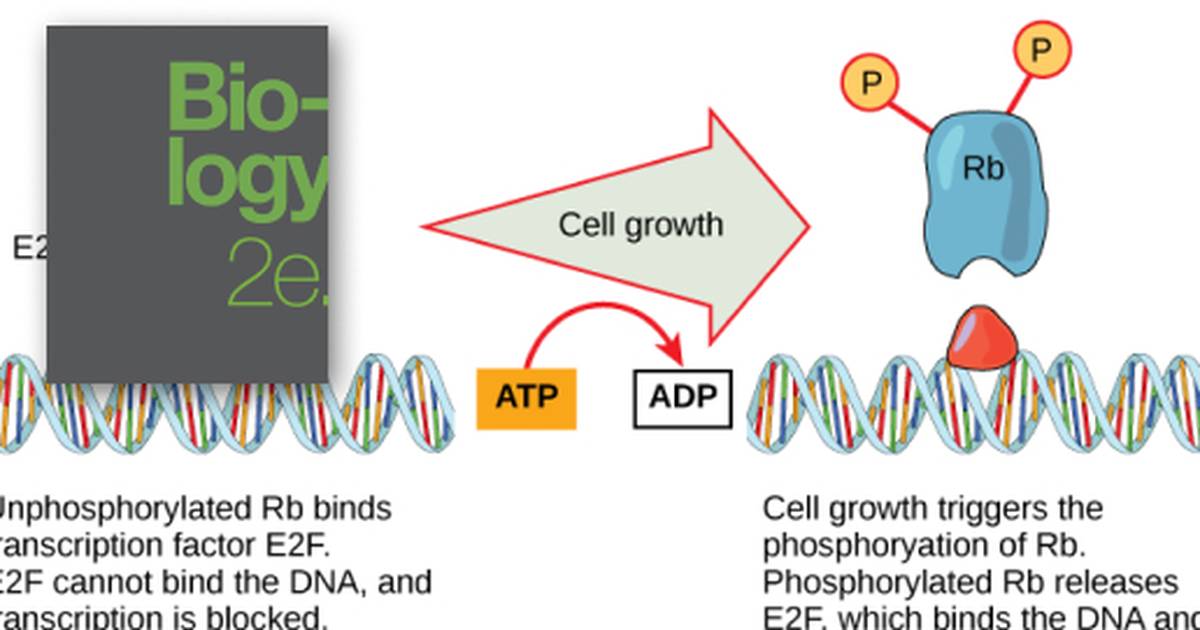 Control of the Cell Cycle