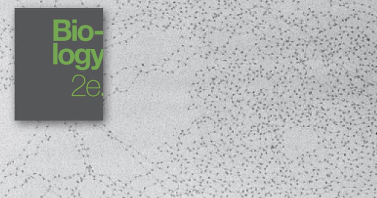 Eukaryotic Epigenetic Gene Regulation