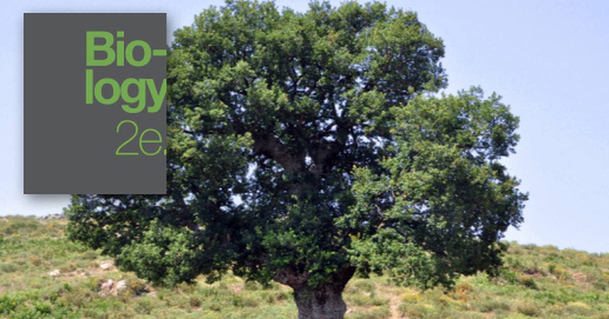 Perspectives on the Phylogenetic Tree