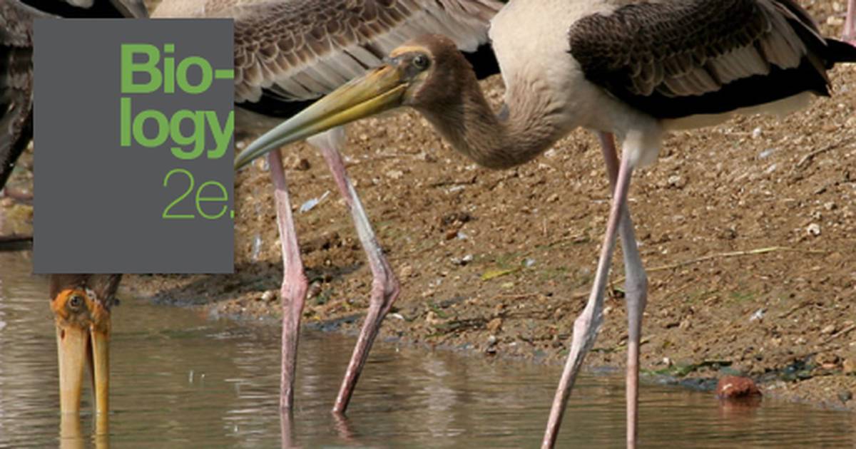 Behavioral Biology: Proximate and Ultimate Causes of Behavior