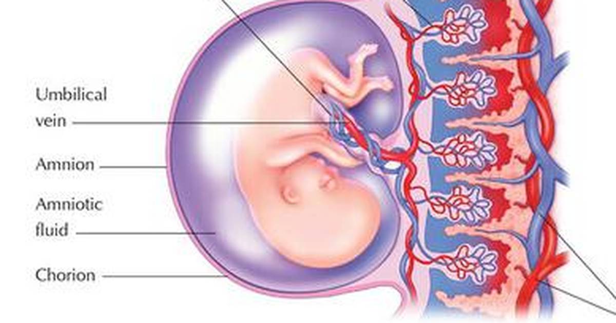 Fertilization, Implantation, Amniotic Sac and Placenta