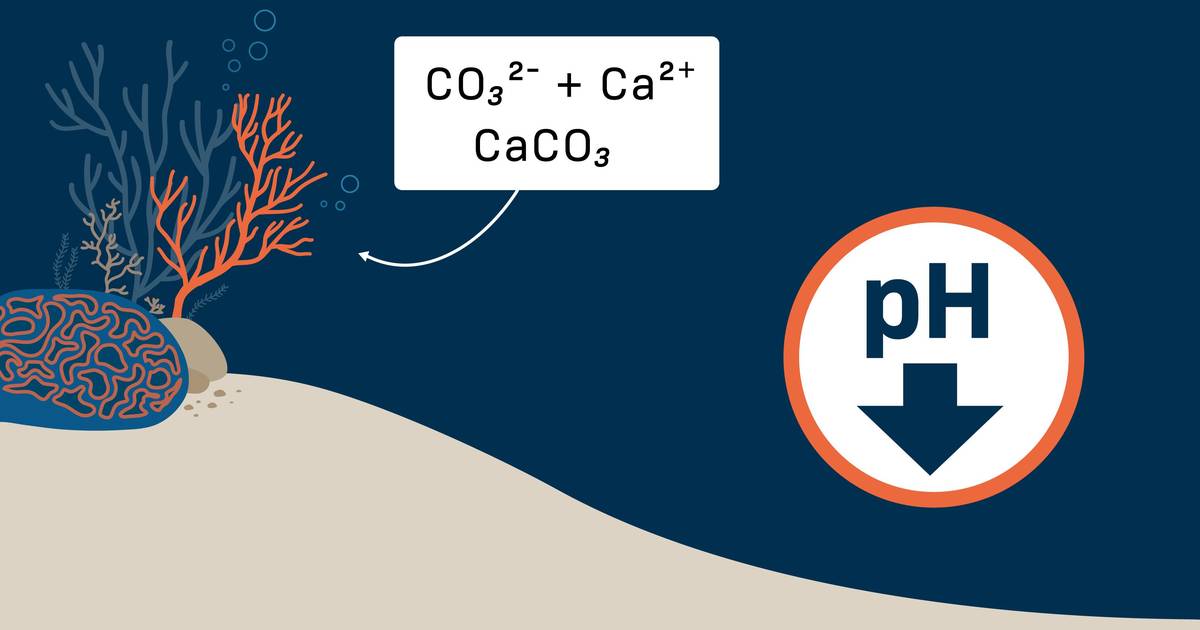 Causes and Effects of Ocean Acidification