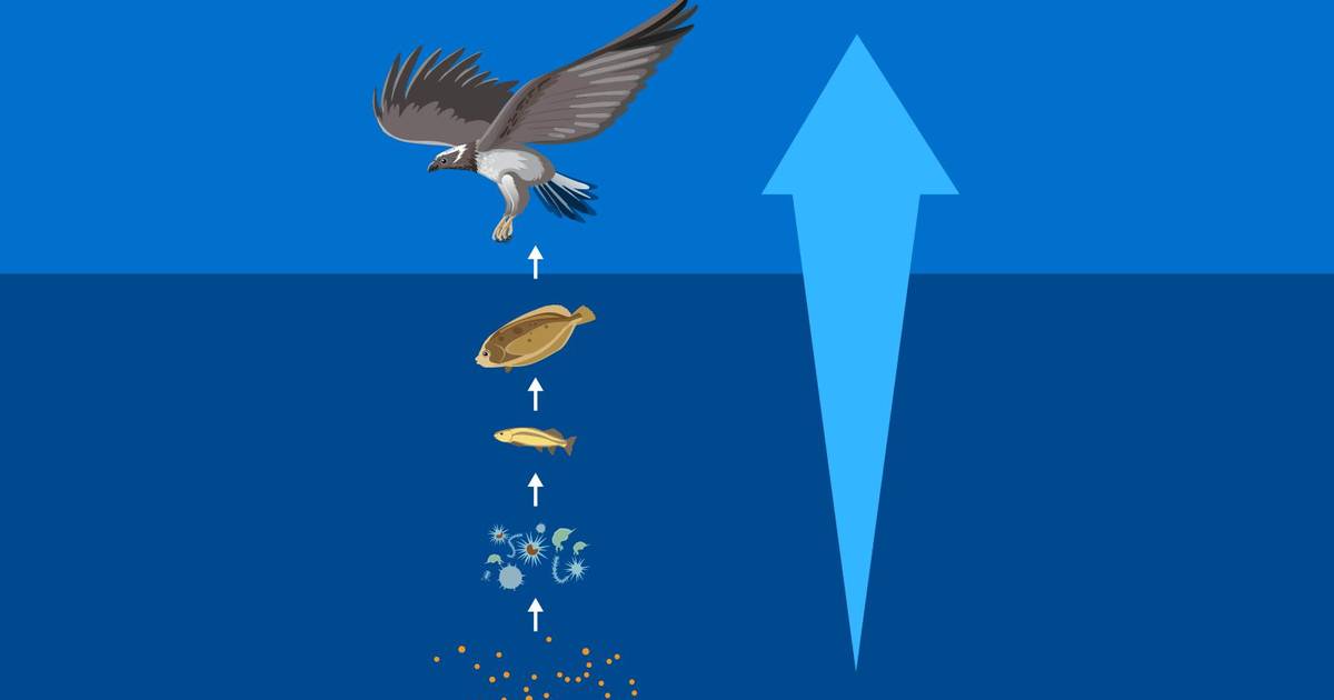 Human Activities Affecting Aquatic Ecosystems