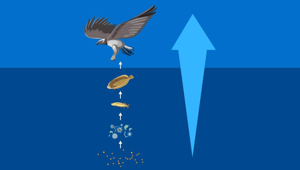 Pesticide pollution is altering how fish behave in freshwater and ocean ecosystems – ehn.org