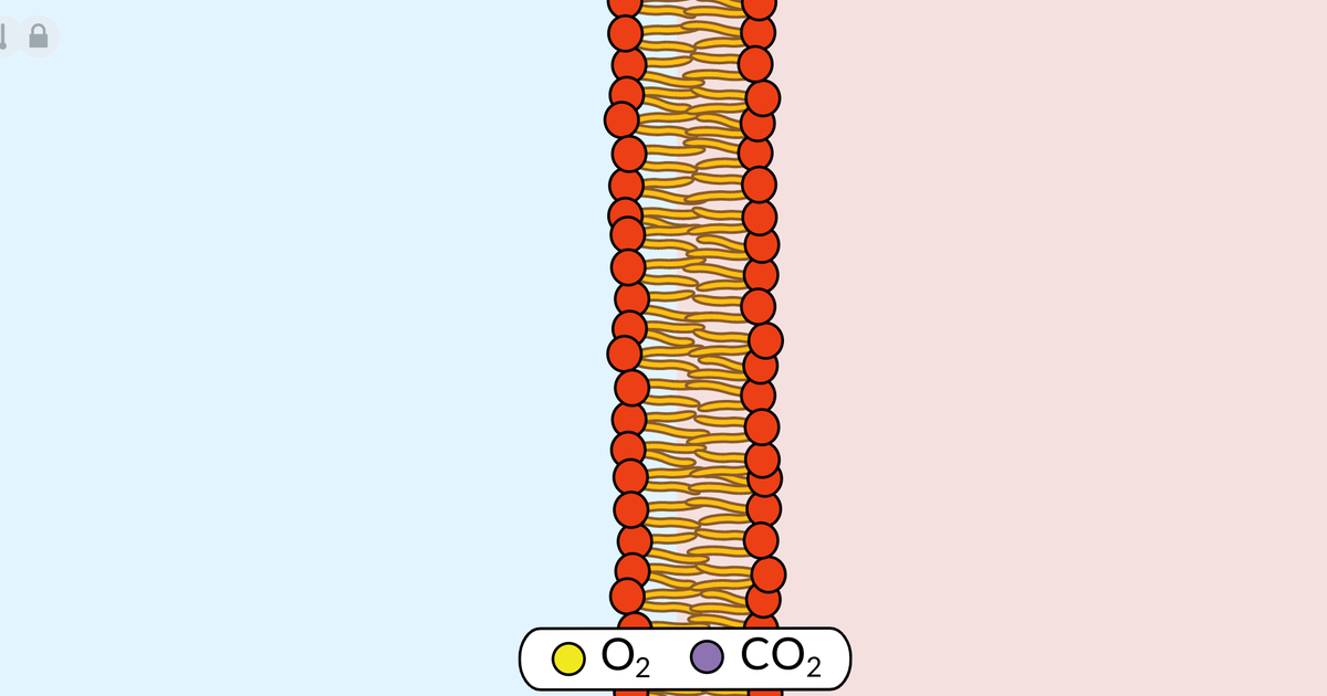 Diffusion Across a Permeable Membrane