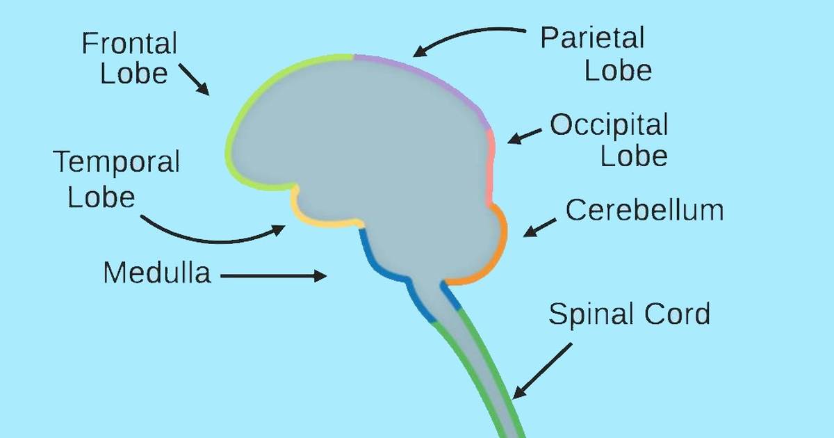 Central Nervous System: Brainy Puzzle